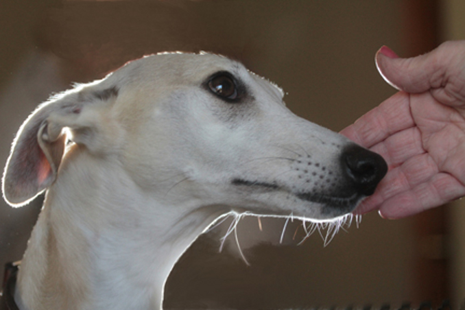 help for pets dog